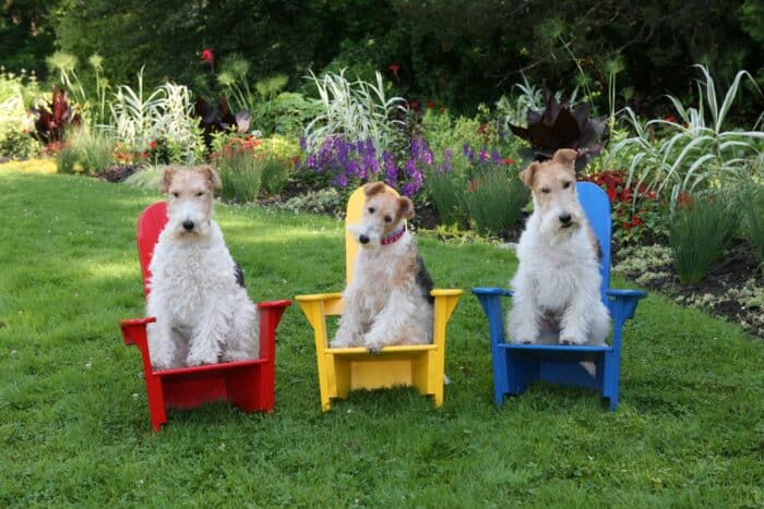 Dogs sitting in Adirondack chairs