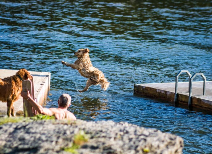 A golden retriever jumping off the dock into the water