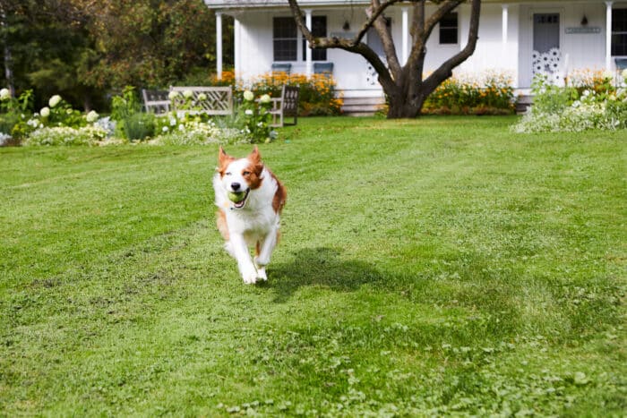 A dog running with a tennis ball