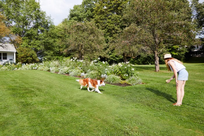 A dog playing fetch