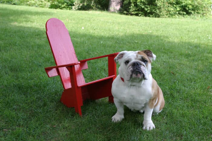 A bull dog next to a small Adirondack chair