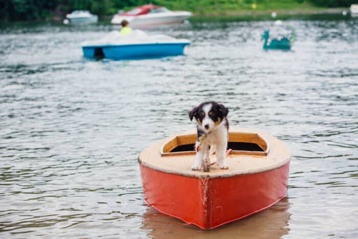 A dog on a boat in the water