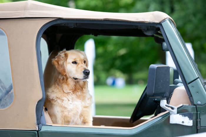 A golden retriever in the passenger seat of a Jeep