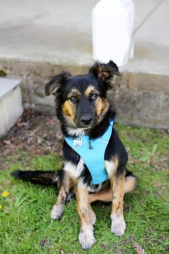 A dog in a blue harness