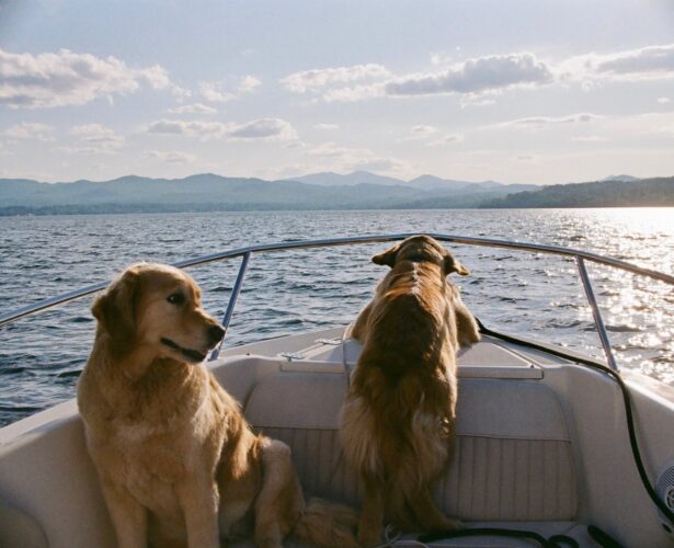 Two golden retriever dogs on a boat