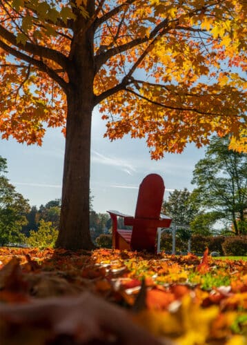 An Adirondack chair next to a tree during fall