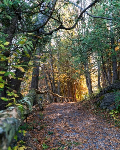 A path in the woods