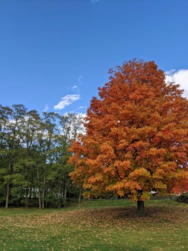 basin harbor maple tree in the fall